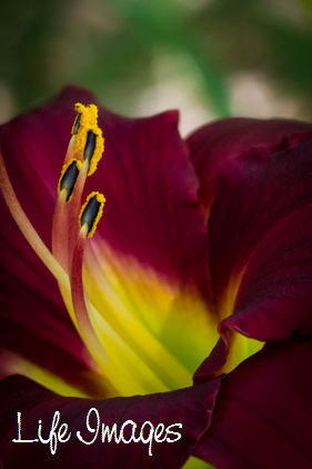 Corporate and community photography